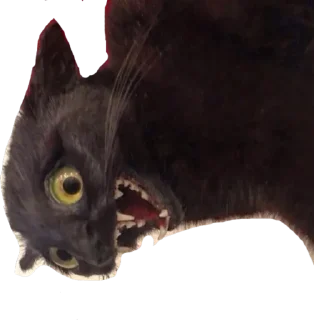 Sticker from Crazy black cat