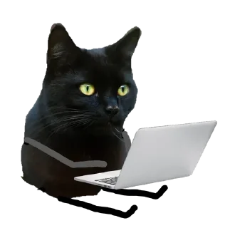 🤨 emoji Black Cat @stickersb2b Telegram sticker 20 of 22