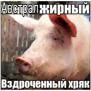 Sticker from Админы МЧ пидорасы