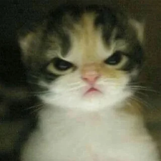 😠 emoji кисы Telegram sticker 7 of 31