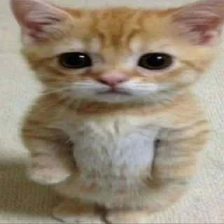🥺 emoji кисы Telegram sticker 14 of 31