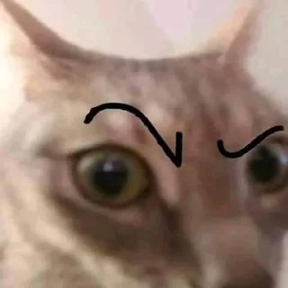 🤨 emoji кисы Telegram sticker 9 of 31