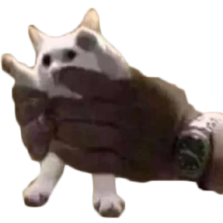 🤙 emoji кисы Telegram sticker 22 of 31