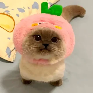 Sticker from Silly cat