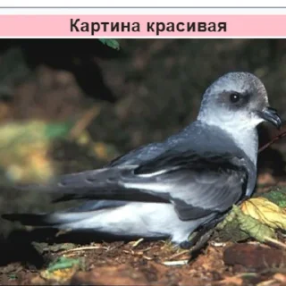 😍 emoji Стикеры Планеты Гугл Telegram sticker 11 of 70