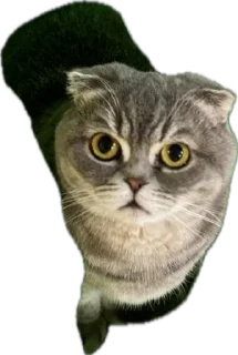 😀 emoji Мартин топ Telegram sticker 18 of 22