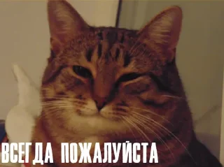 💪 emoji Больше стикеров: @sticerru Telegram sticker 17 of 120