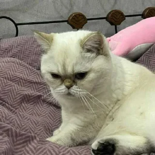 😒 emoji клюша кинн @ghonglii Telegram sticker 15 of 48