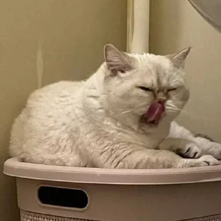 😒 emoji клюша кинн @ghonglii Telegram sticker 4 of 48