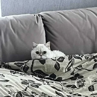 😳 emoji клюша кинн @ghonglii Telegram sticker 13 of 48