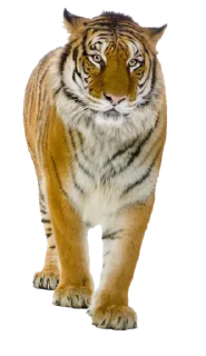 🐅 emoji Тигр @stickermodpack Telegram sticker 20 of 24