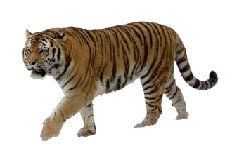 🐅 emoji Тигр @stickermodpack Telegram sticker 12 of 24