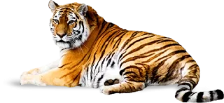 🐅 emoji Тигр @stickermodpack Telegram sticker 7 of 24