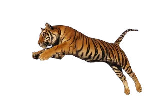 🐅 emoji Тигр @stickermodpack Telegram sticker 6 of 24