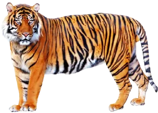 🐅 emoji Тигр @stickermodpack Telegram sticker 15 of 24