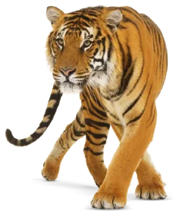 🐅 emoji Тигр @stickermodpack Telegram sticker 14 of 24