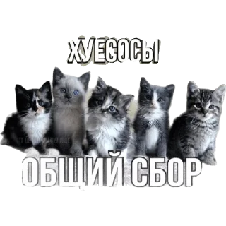 Sticker from Мемы