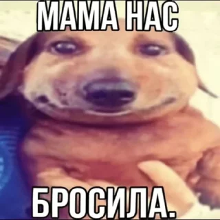 🐶 emoji сраный огурец Telegram sticker 8 of 120