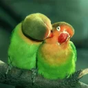 ❤ emoji Random bird stuff Telegram sticker 21 of 120
