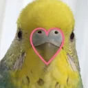 ❤ emoji Random bird stuff Telegram sticker 20 of 120