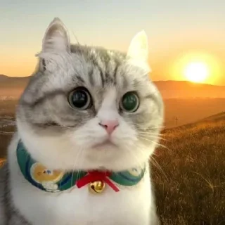 🌟 emoji нигермания Telegram sticker 8 of 37
