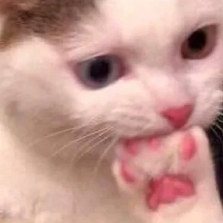 😨 emoji без понятия Telegram sticker 23 of 33