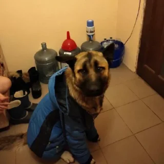 🐕 emoji БЕСЕДКА ПАК 3 Telegram sticker 14 of 73