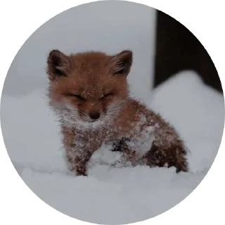 🥰 emoji 🦊 лисики 🦊 Telegram sticker 7 of 54