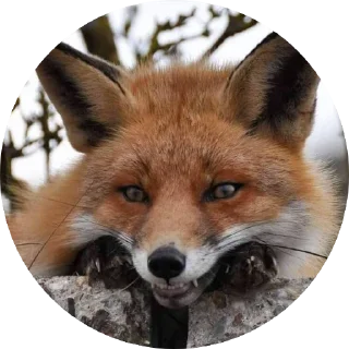 😏 emoji 🦊 лисики 🦊 Telegram sticker 20 of 54