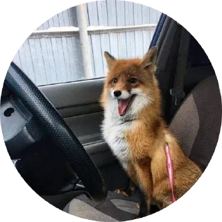 🚗 emoji 🦊 лисики 🦊 Telegram sticker 23 of 54