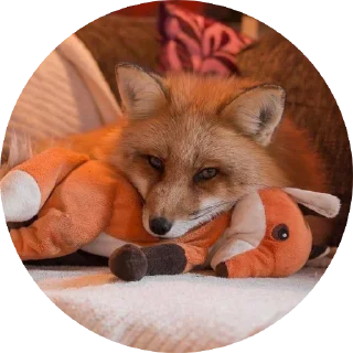 🦊 emoji 🦊 лисики 🦊 Telegram sticker 9 of 54