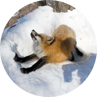 🙃 emoji 🦊 лисики 🦊 Telegram sticker 13 of 54
