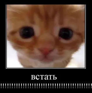 🌟 emoji Я ФИЗМААТ Telegram sticker 18 of 108