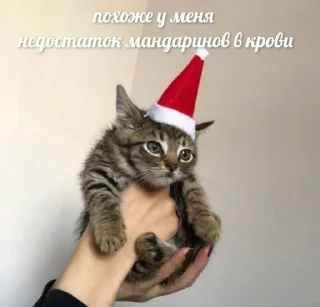 🌟 emoji Я ФИЗМААТ Telegram sticker 7 of 108