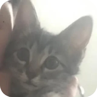 🐱 emoji Скиньте деньги @Ginezzl Telegram sticker 16 of 106
