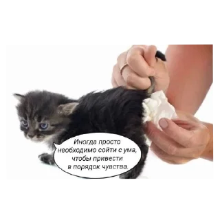 🐱 emoji Пися Telegram sticker 12 of 25