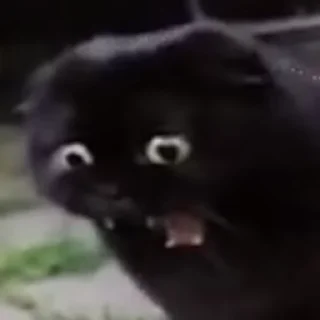😨 emoji catsmemesFL Telegram sticker 6 of 50