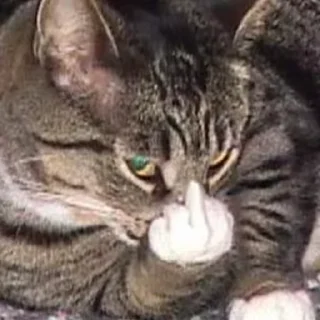 😐 emoji catsmemesFL Telegram sticker 13 of 50