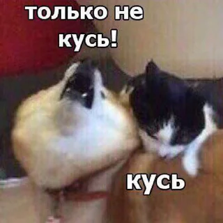😾 emoji catsmemesFL Telegram sticker 14 of 50