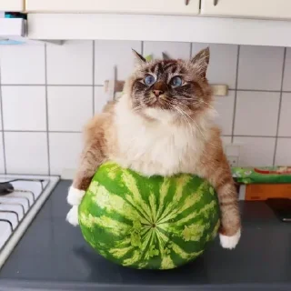 🍉 emoji Больше стикеров 👉🏻 @stickertg4 Telegram sticker 3 of 19