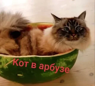 🌟 emoji Больше стикеров 👉🏻 @stickertg4 Telegram sticker 10 of 19