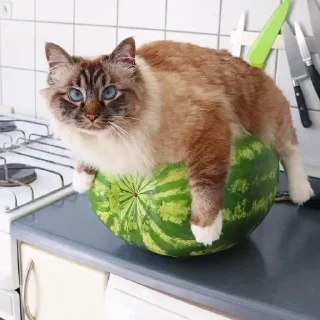 🍉 emoji Больше стикеров 👉🏻 @stickertg4 Telegram sticker 1 of 19