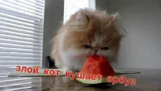 😡 emoji Больше стикеров 👉🏻 @stickertg4 Telegram sticker 12 of 19