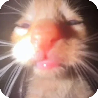 🐱 emoji Fusking cats Telegram sticker 14 of 37
