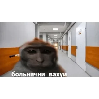 🐵 emoji Больше стикеров: @sticerru Telegram sticker 5 of 63
