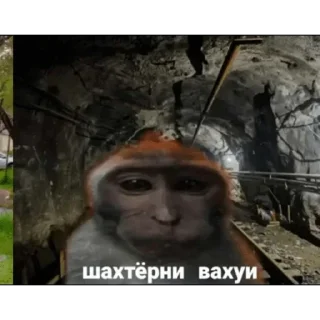 🐵 emoji Больше стикеров: @sticerru Telegram sticker 2 of 63