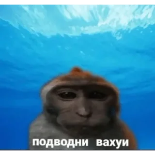 🐵 emoji Больше стикеров: @sticerru Telegram sticker 7 of 63