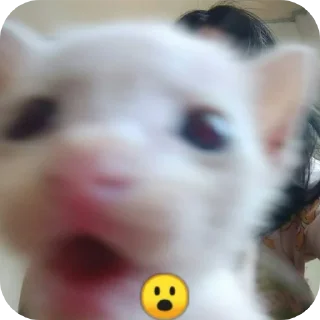 🤲 emoji Я гей Telegram sticker 6 of 7