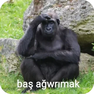 🫥 emoji Yorgun goril Telegram sticker 12 of 43