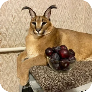 🐱 emoji Стикеры егуски Telegram sticker 8 of 41